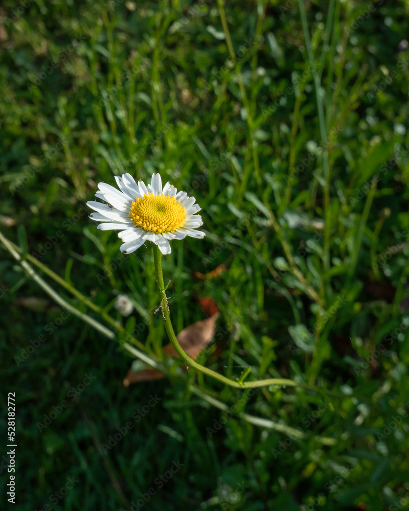 Spring flower with spider webs on the flower pedals, blurred natural meadow background. Vertical format. Spring flower with spider webs on the flower pedals, blurred natural meadow background. Vertical format.