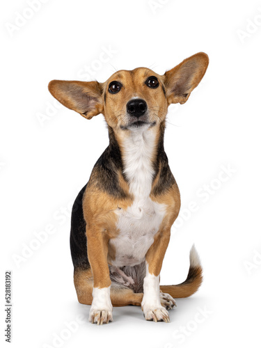 Cute mixed stray dog with big ears, sitting up facing front. Looking towards camera. Isolated on white background.