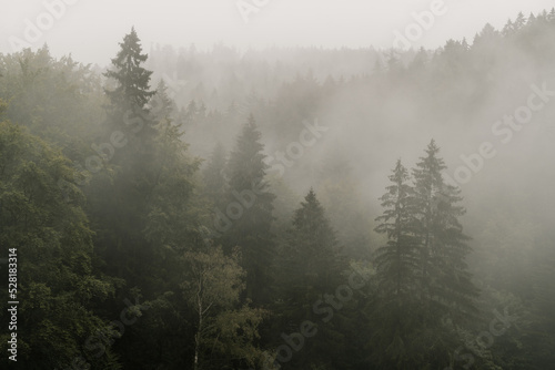 Fototapeta góra las jodła świerk spokojny