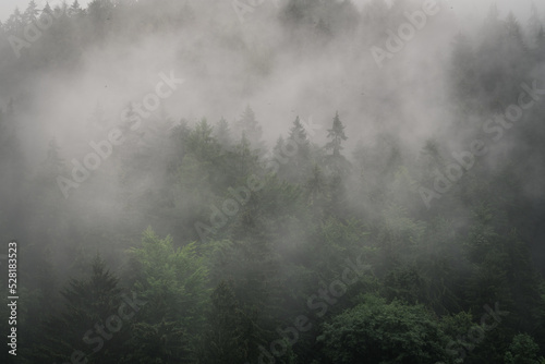 Misty woodland, trees in fog © Piotr Szpakowski