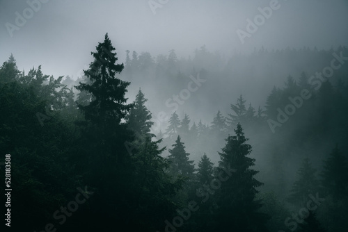 Misty woodland  trees in fog