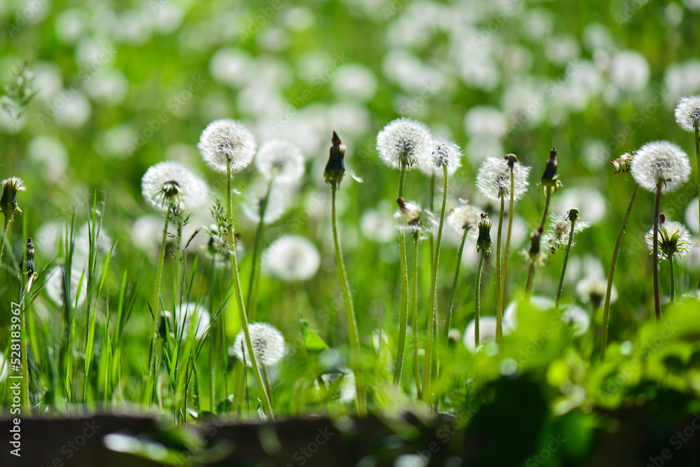 Obraz premium Dandelion field in springtime
