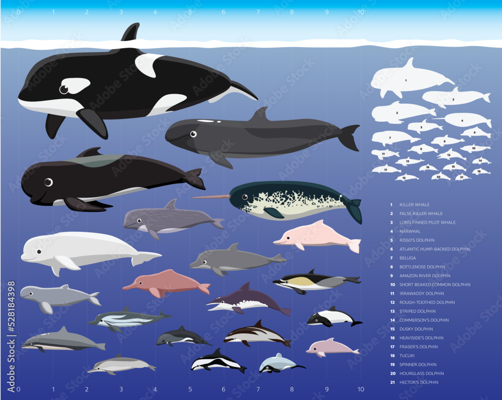 Dolphin Sizes Comparisons Cartoon Vector Illustration Set Stock Vector ...