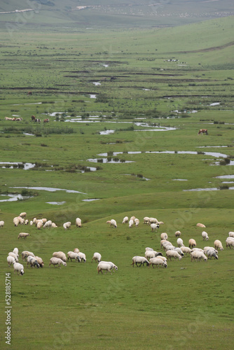 flock of sheep on a meadow © ynsklcli