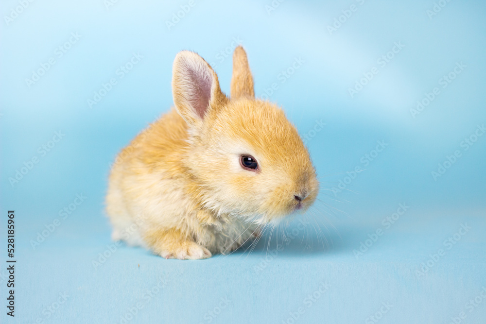 Cute red easter bunny rabbit on blue background