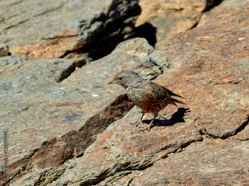 Alpine accentor bird.  Prunella collaris. 