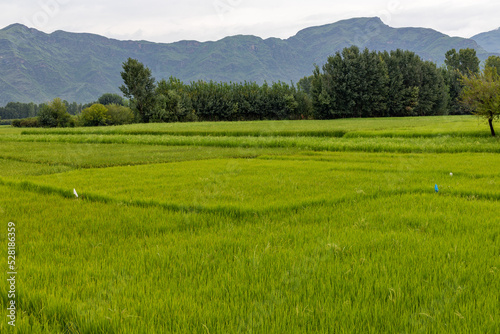 Rice field in the countryside of Khyber Pakthunkhwa province of Pakistan