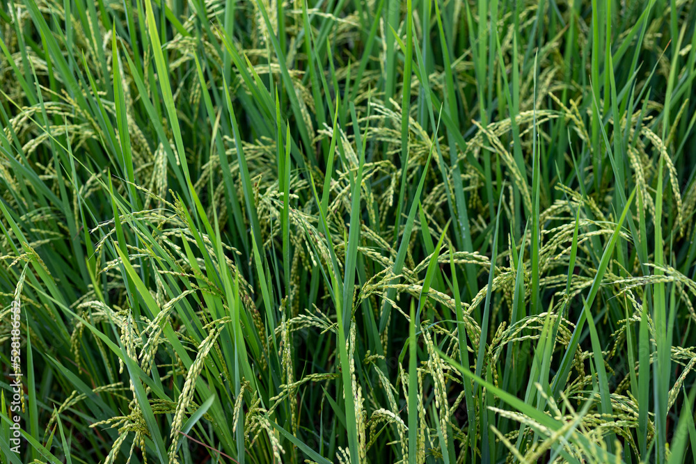 Rice crop ready to ripe and harvest Rice crop ready to ripe and harvest