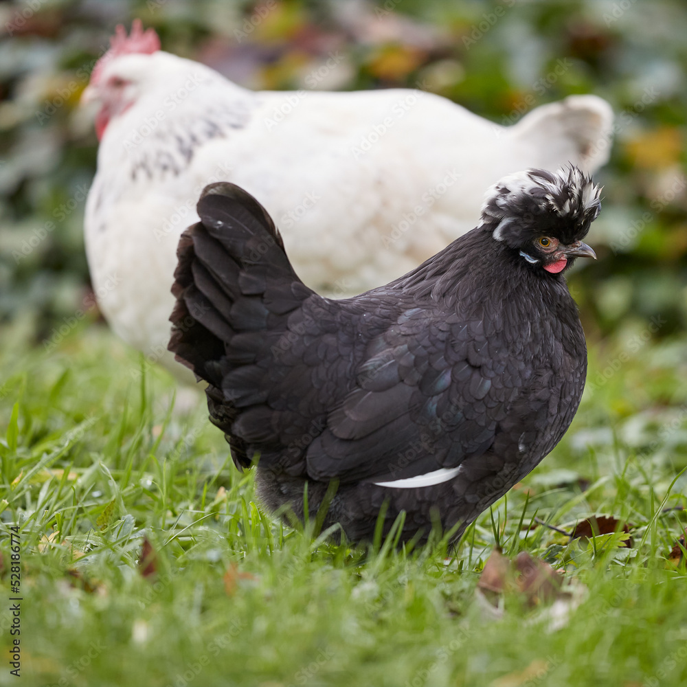 Fototapeta premium Black Poland chicken with white crest