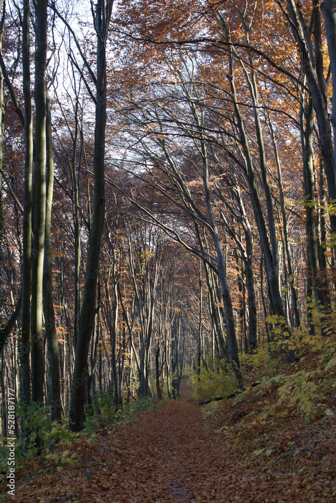 path in autumn forest