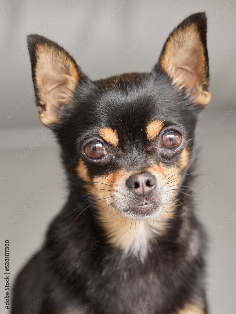 Portrait of short haired black chihuahua