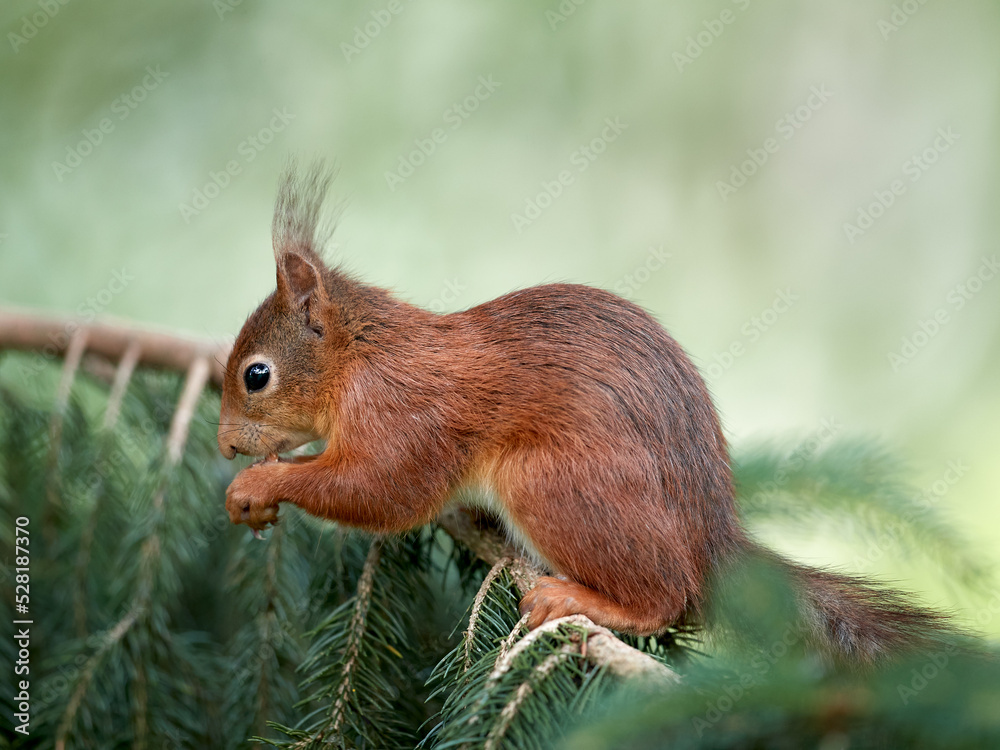 Red squirrel on branch of a tree Red squirrel on branch of a tree