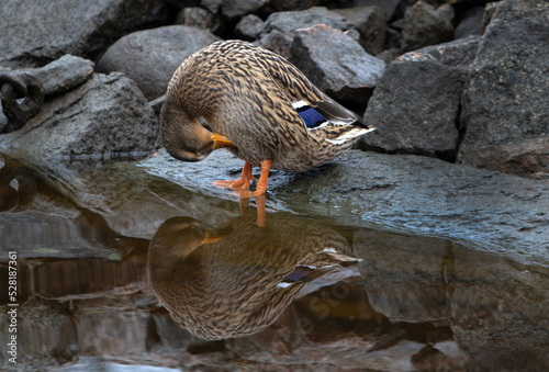 Canvas-taulu duck reflection on water