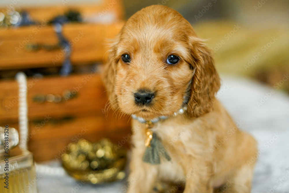 Cocker spaniel puppy near the jewelry box. Cute bejeweled puppy.