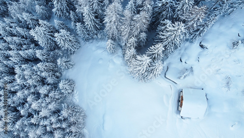 boschi inverno neve  photo