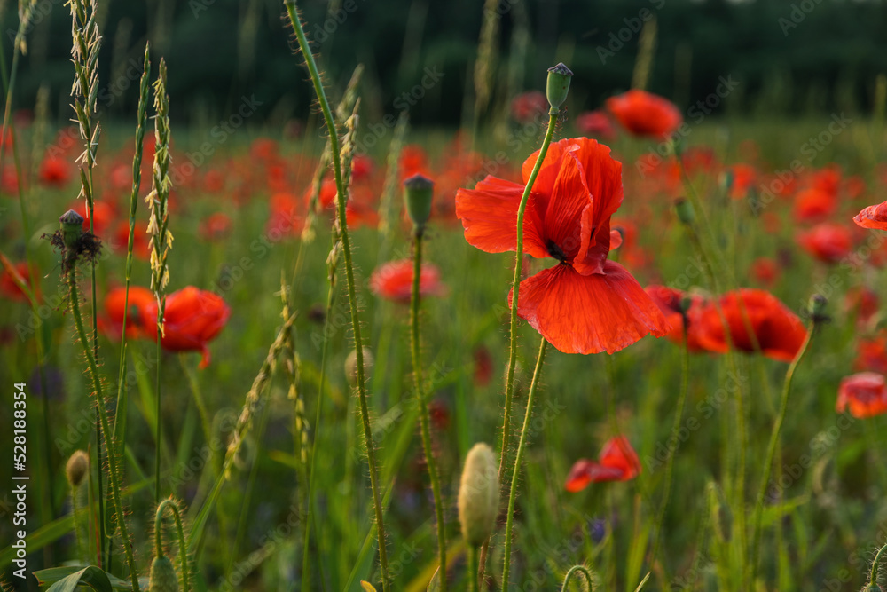 Obraz premium Red poppy flowers in a field. Poppies meadow