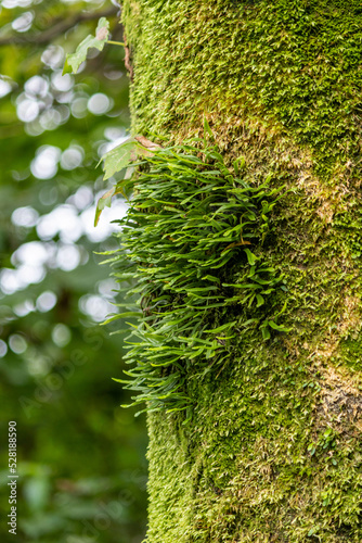 樹木に寄生する苔の若葉