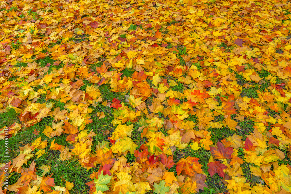 Autumn colorful maple leaves on green grass. Yellow, orange and red foliage Autumn colorful maple leaves on green grass. Yellow, orange and red foliage