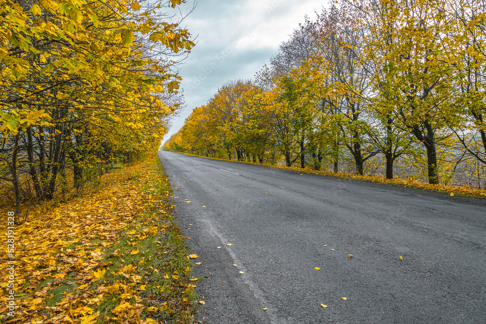 Car road between autumn colorful trees. Perspective view to far