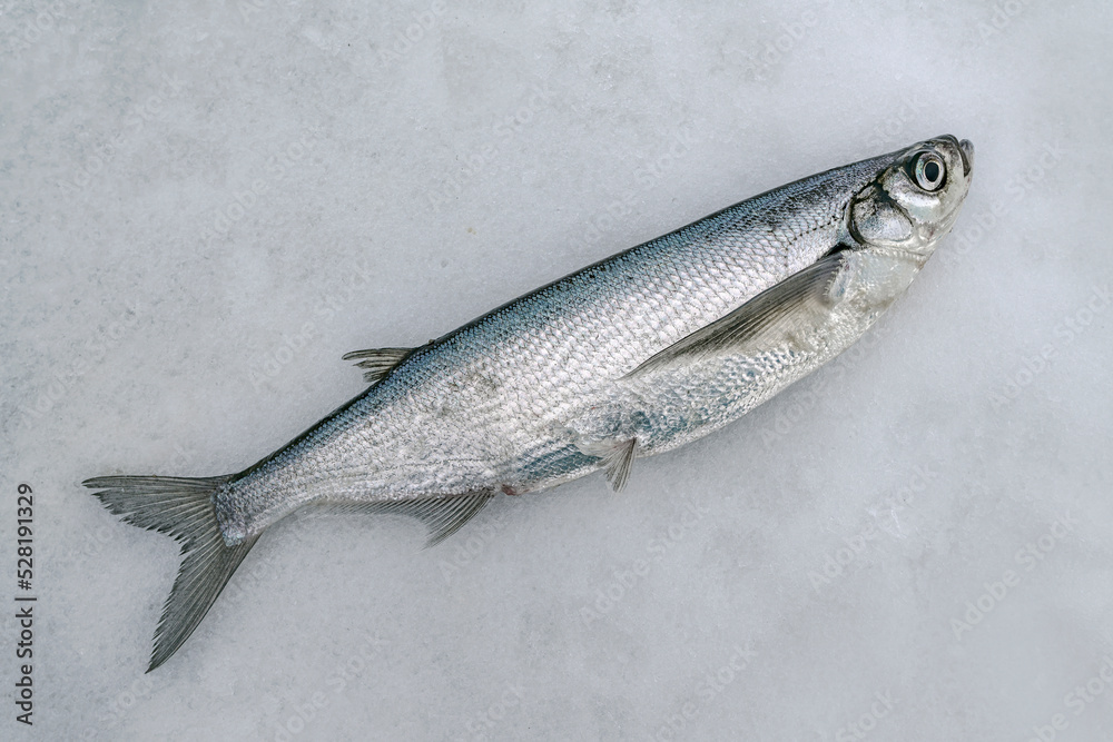 Sabrefish winter ice fishing. Alive ziege chehon fish on snow Sabrefish winter ice fishing. Alive ziege chehon fish on snow