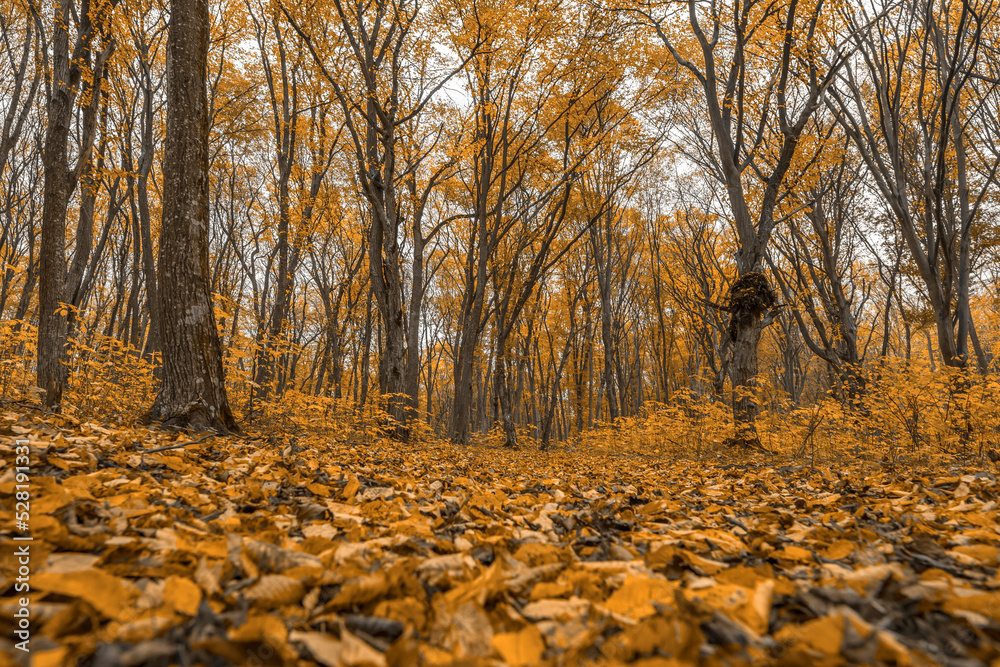 Autumn yellow forest. Dry colofuul leaves fall on ground. Autumnal landscape
