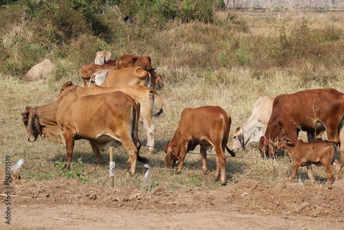 Fototapeta Naklejka Na Ścianę i Meble -  cow are eating grass in the field in Thailand nature background