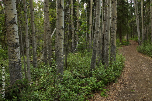 Fototapeta Naklejka Na Ścianę i Meble -  Aspen trees at Purple Trail at Whitehorse,Yukon,Canada,North America
