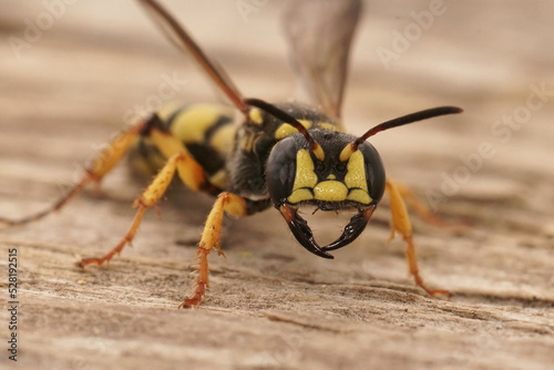 Closeup on a yellow black crabronid wasp, Cerceris arenaria sitting on wood © Henk