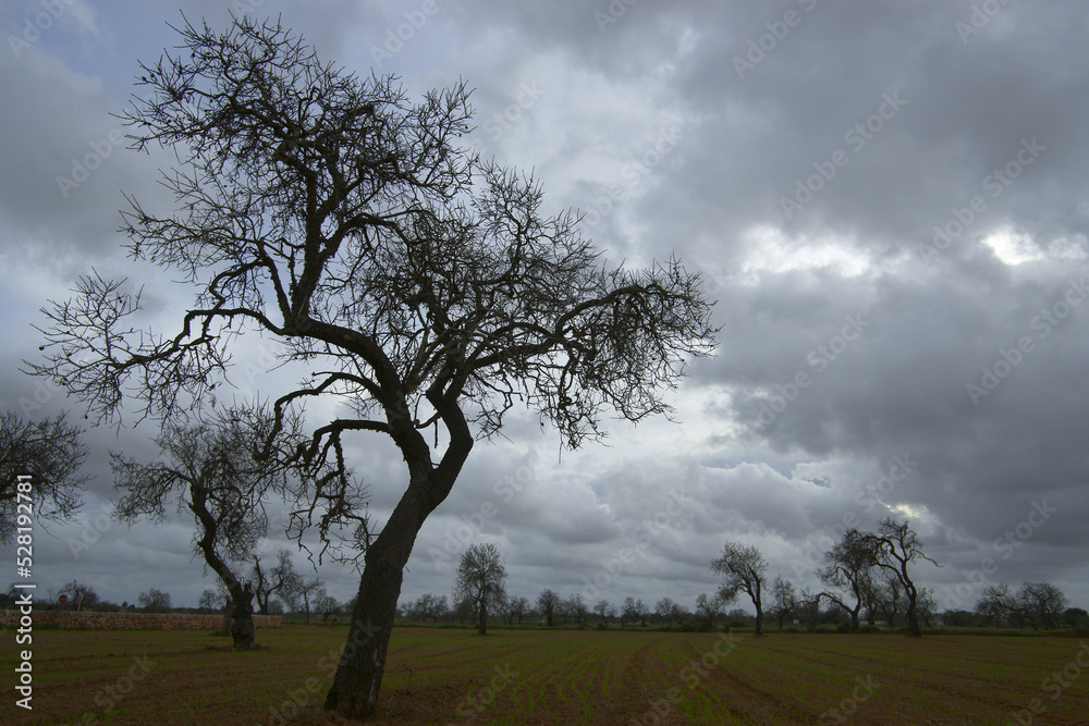 Llucmajor, almendros.Mallorca.Baleares.España. Llucmajor, almendros.Mallorca.Baleares.España.