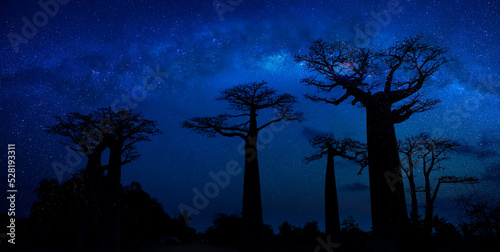 The Milky way galaxy with star in the night with the baobab tree in Morondava ,Madagascar