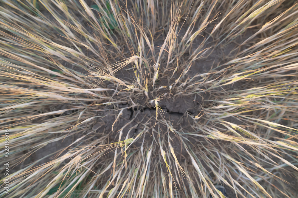 Fototapeta premium grain harvest background crisis farming