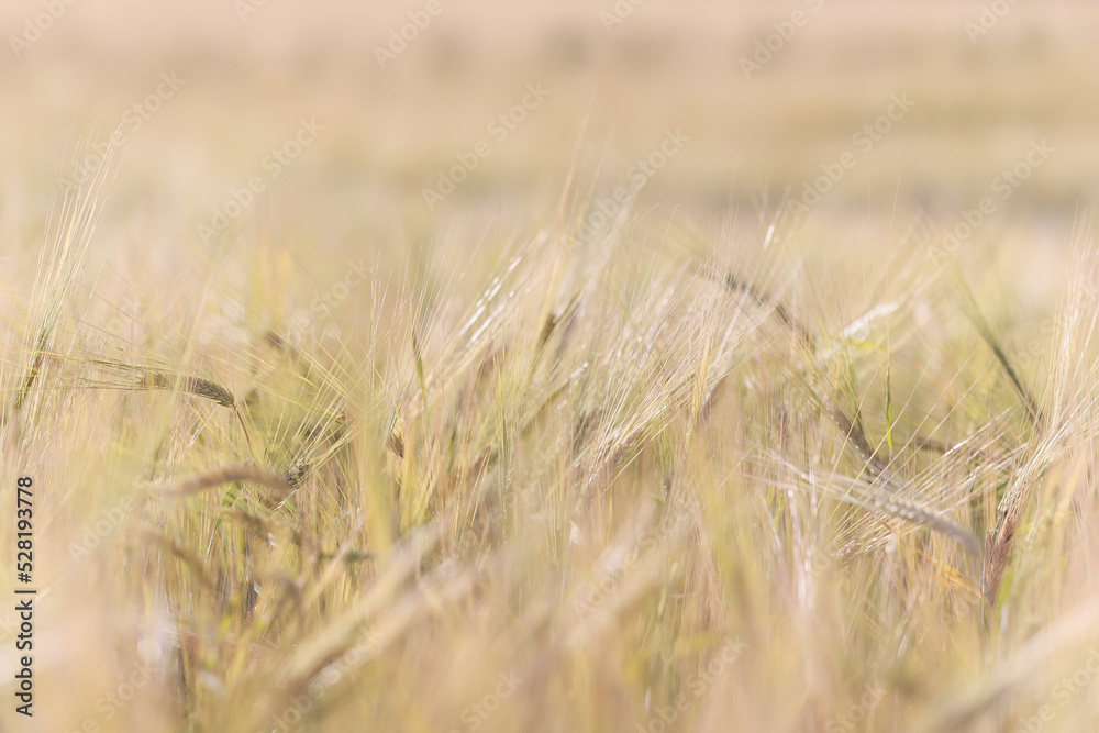 Obraz premium grain harvest background crisis farming