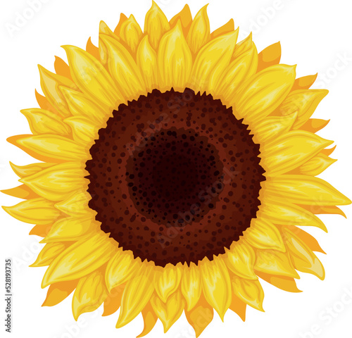 Sunflower. Image of a sunflower flower. Yellow sunflower. Bright yellow sunny flower. Vector illustration isolated on a white background