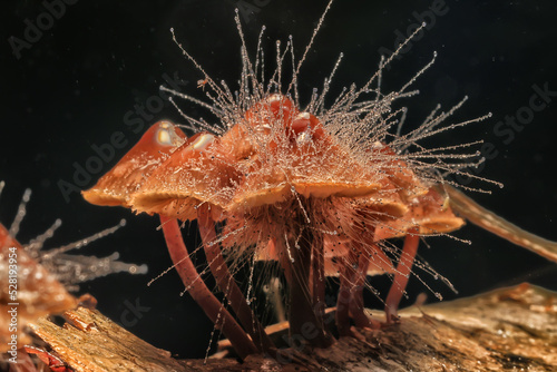 fungus is a parasite on the mushroom Spinellus fusiger