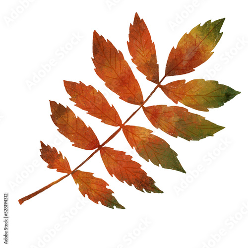 Colorful red autumn Rowan leaves isolated on white backroads. Golden fall