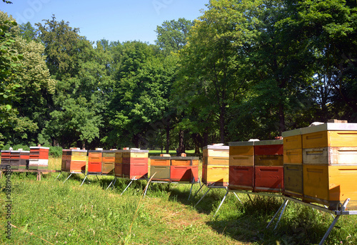 Beehives for honey production on a green with trees and wildflowers