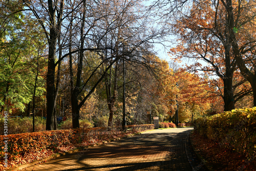 path in the autumn park sunny landscape wallpaper fall abstract