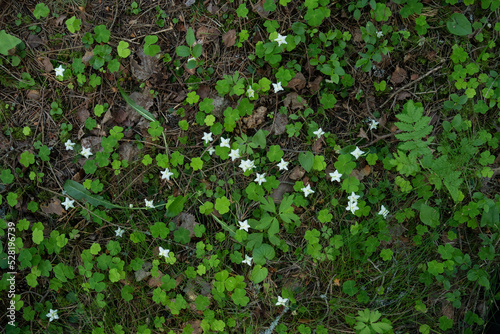 A carpet of One-flowered wintergreens blooming in their environment in a boreal forest in Estonia