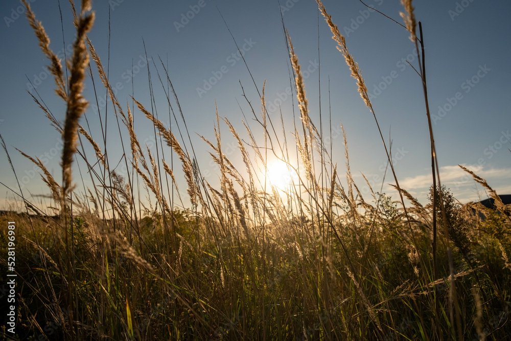 Obraz premium Sunset in the field. Ears of grass close-up. Dry grass close up. Spikelets against the blue sky. The rays of the sun pass through the ears.