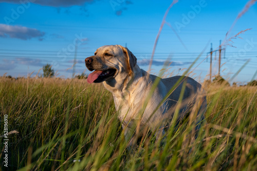 portrait of a white female labrador in the grass. Dog labrador fawn color in the grass between the ears against the background of the blue sky.