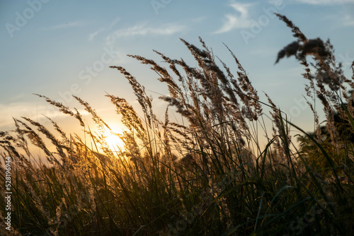 Sunset in the field. Ears of grass close-up. Dry grass close up. Spikelets against the blue sky. The rays of the sun pass through the ears.