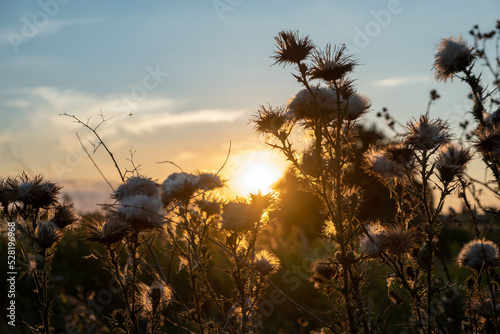 Sunset in the field. Ears of grass close-up. Dry grass close up. Spikelets against the blue sky. The rays of the sun pass through the ears.
