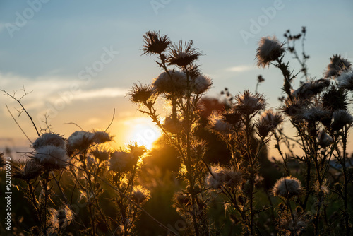 Sunset in the field. Ears of grass close-up. Dry grass close up. Spikelets against the blue sky. The rays of the sun pass through the ears.