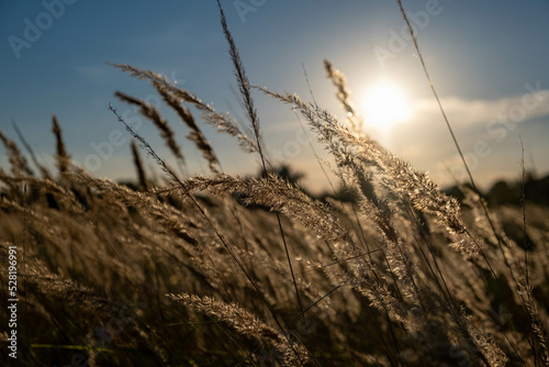 Sunset in the field. Ears of grass close-up. Dry grass close up. Spikelets against the blue sky. The rays of the sun pass through the ears.