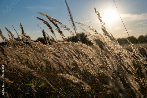 Sunset in the field. Ears of grass close-up. Dry grass close up. Spikelets against the blue sky. The rays of the sun pass through the ears.