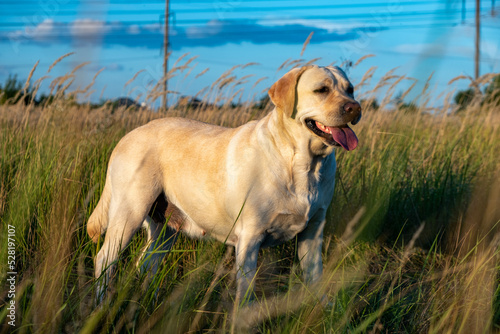 portrait of a white female labrador in the grass. Dog labrador fawn color in the grass between the ears against the background of the blue sky.