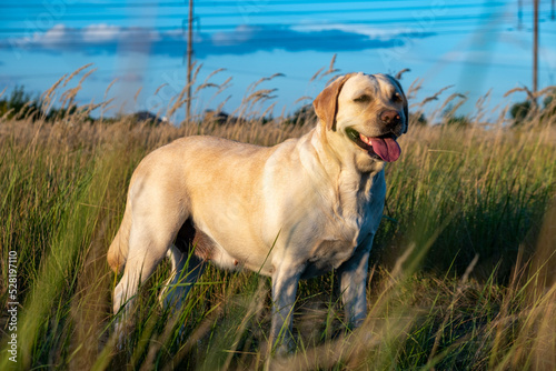portrait of a white female labrador in the grass. Dog labrador fawn color in the grass between the ears against the background of the blue sky.