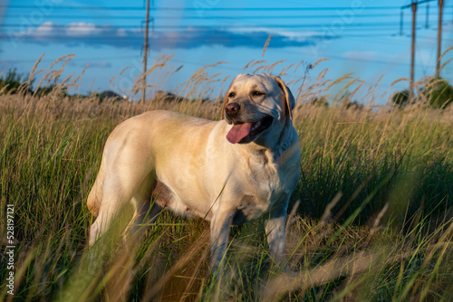 portrait of a white female labrador in the grass. Dog labrador fawn color in the grass between the ears against the background of the blue sky.