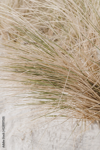 Dried grass stems on beach with white sand. Neutral beige colours nature landscape