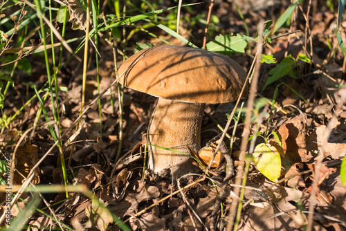 A porcini mushroom grows in the autumn forest. Ukraine